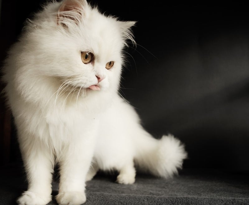 persian cat