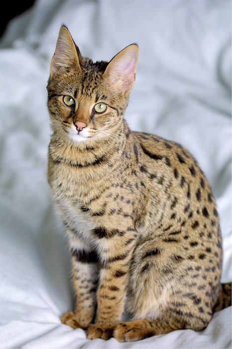 savannah cat