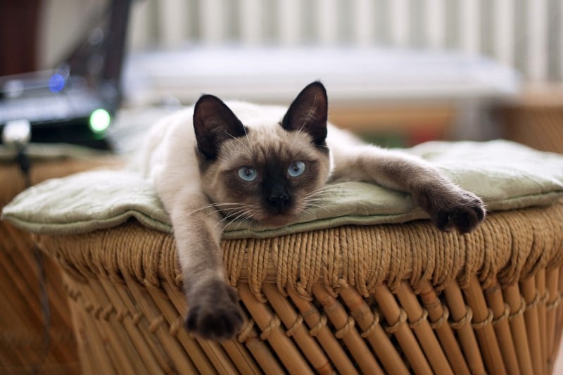 siamese