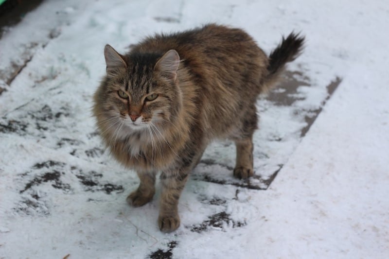 siberian cat