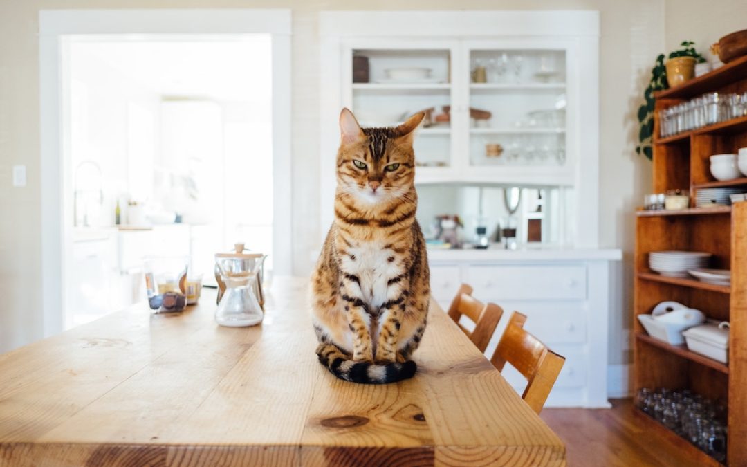 Top 10 Smartest Cat Breeds in the World