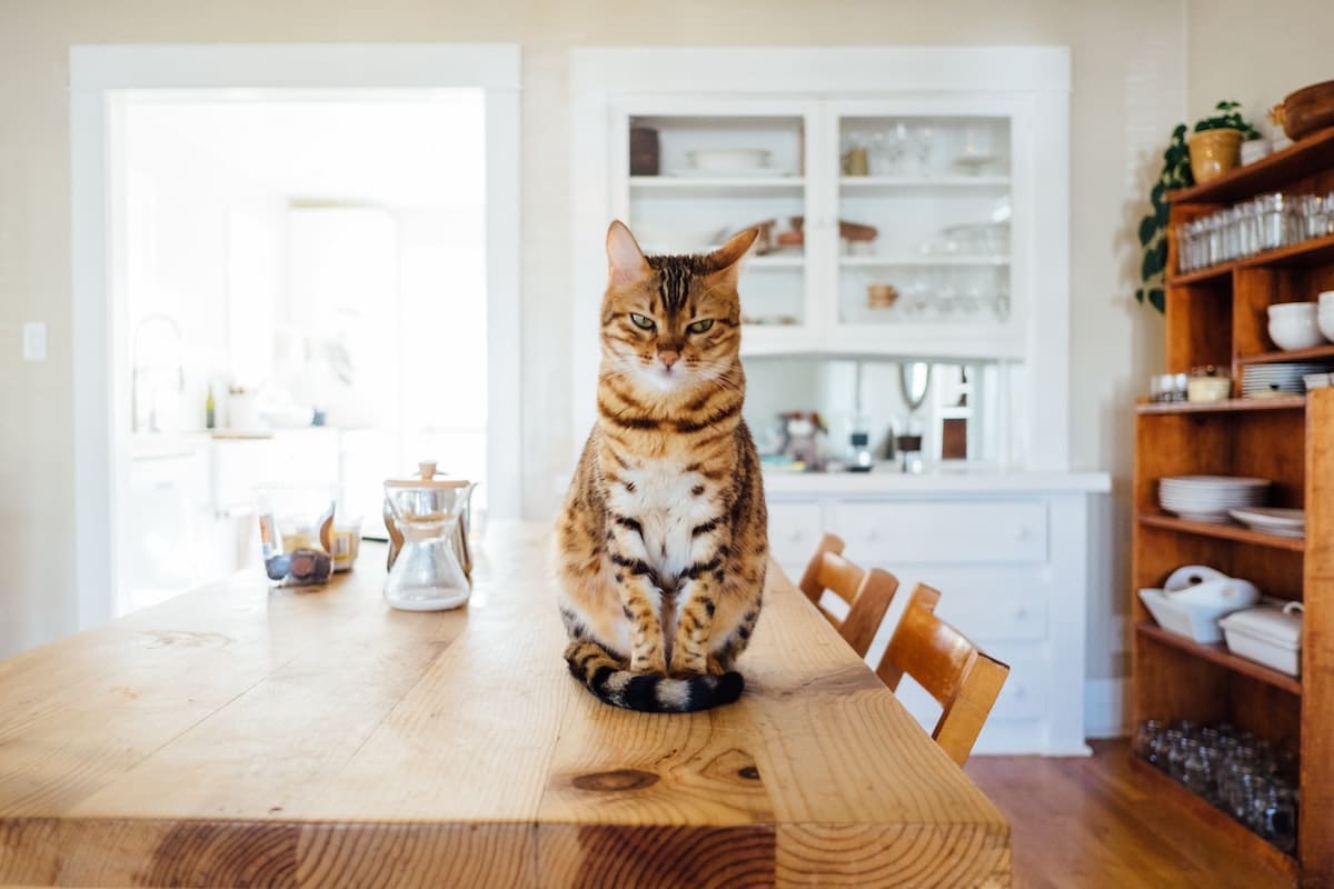 top 10 smartest cat breeds