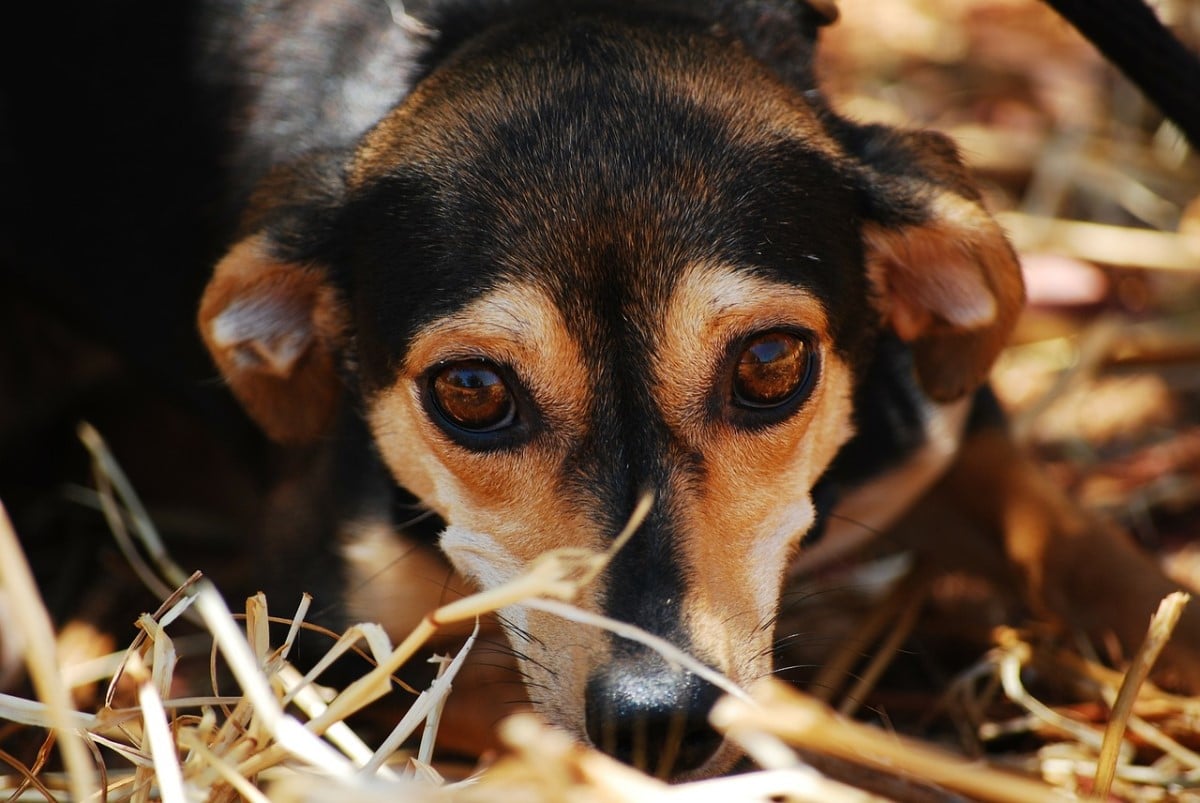 what-can-i-give-my-dog-for-anxiety-how-to-treat-dog-anxiety-pet