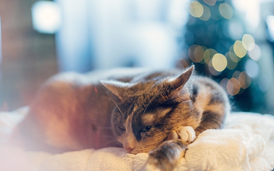 The 10 Best Cat Beds