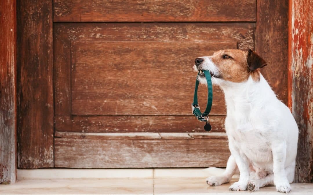 The 9 Best Dog Collars in 2021