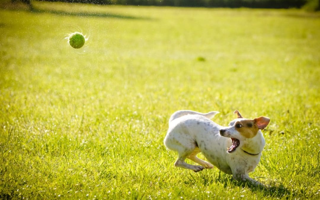 best dog ball launcher