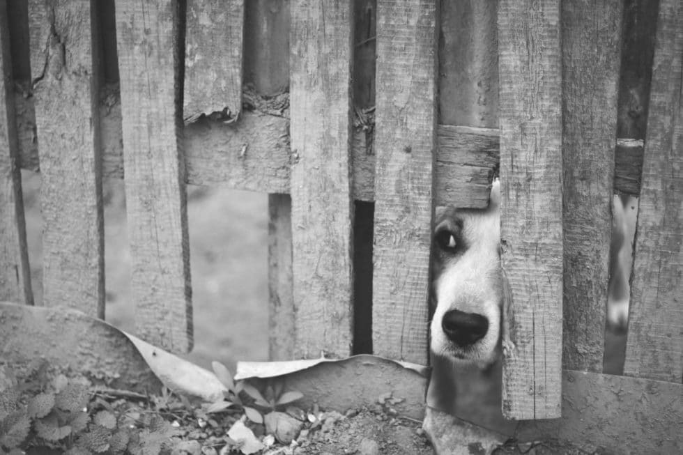 The 8 Best Pet Gates For Indoors Outdoors Pet Territory