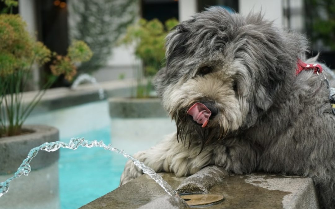 5 Best Pet Water Fountains for Dogs and Cats