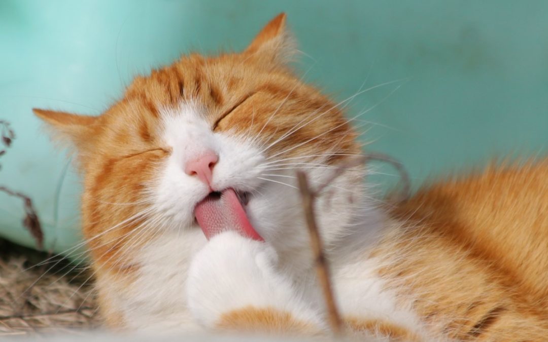 7 Best Vitamins for Cats: Behavior, Probiotics, Supplements