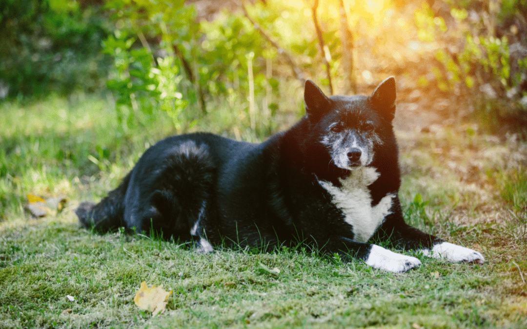 Tips for Taking Care of Senior Pets